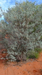Eremophila