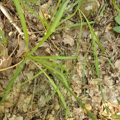 Anthericum ramosum