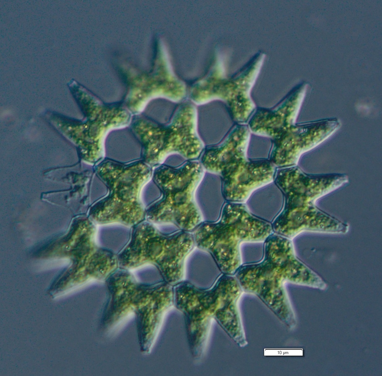 Pediastrum duplex