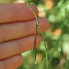 Sympecma fusca