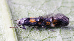 Mompha raschkiella