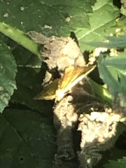Camptogramma bilineata