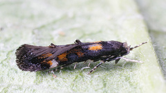 Mompha raschkiella