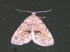Idia concisa