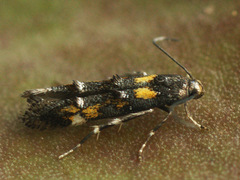 Mompha raschkiella