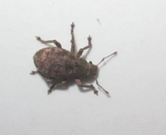 Strophosoma capitatum