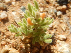 Drosanthemum hispidum
