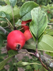 Malus baccata