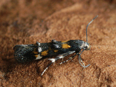 Mompha raschkiella