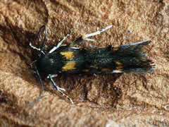 Mompha raschkiella