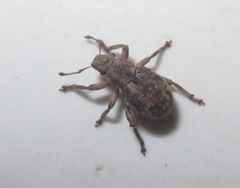 Strophosoma capitatum