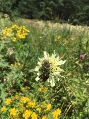 Zygaena filipendulae