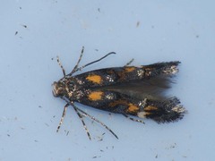 Mompha raschkiella