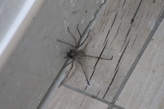 Eratigena atrica
