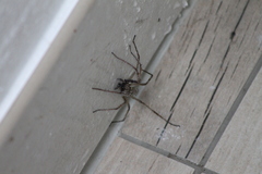Eratigena atrica
