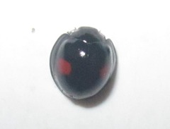 Chilocorus renipustulatus