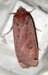 Noctua pronuba