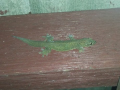Gehyra mutilata