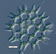 Lacunastrum gracillimum