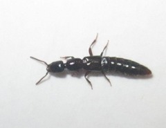 Xantholinus longiventris