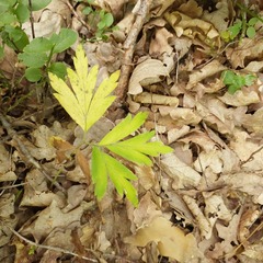 Anemonoides nemorosa