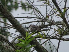 Aegithalos caudatus