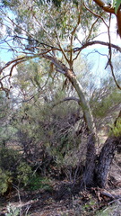 Eucalyptus loxophleba supralaevis
