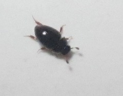 Megasternum concinnum