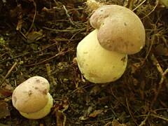 Tylopilus rubrobrunneus