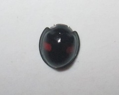 Chilocorus renipustulatus