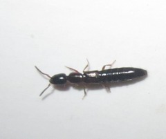 Xantholinus longiventris