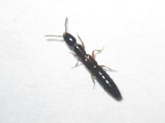 Xantholinus longiventris
