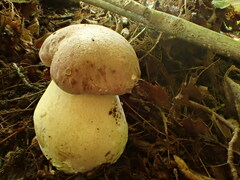 Tylopilus rubrobrunneus