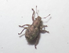 Strophosoma capitatum