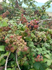 Rubus fruticosus