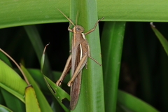 Schistocerca flavofasciata