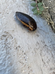 Dytiscus verticalis