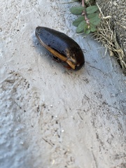 Dytiscus verticalis