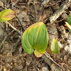 Maianthemum bifolium
