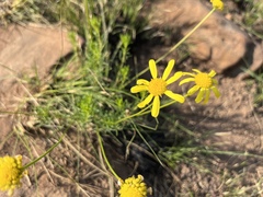 Euryops laxus