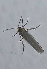 Eilema