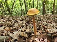 Aureoboletus betula