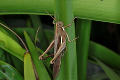 Schistocerca flavofasciata