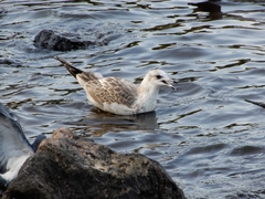 Larus canus