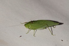 Microcentrum retinerve