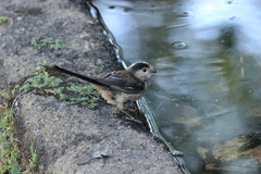 Aegithalos caudatus