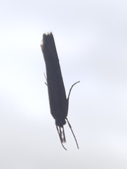 Agriphila tristella