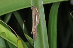 Schistocerca flavofasciata