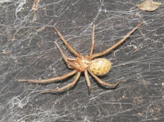 Eratigena