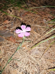 Dianthus deltoides